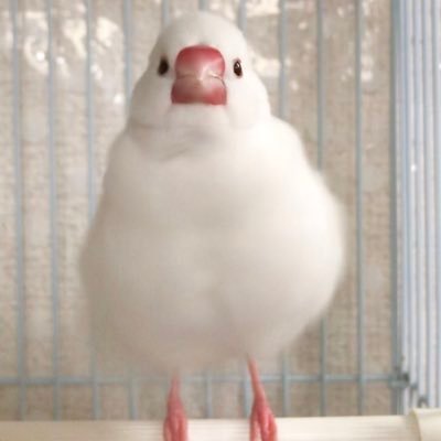 昭和なマンションではんぺん🌸、リネン🍎、暮、丹羽、春菊という個性豊かな文鳥たち、保護ハムスターのハイク🍓、たくさんの植物と暮らしている。散歩、おいしいもの、ものづくりが好き。創作用アカウントはこちら→@jm_corporation 料理したりうまいもん食べてる→Bluesky🦋ryamazon