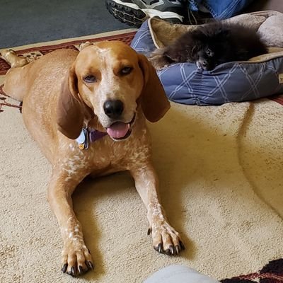 My name is Tammy and I am a rescued redtick coonhound. Join my adventures with my pomeranian sibling and my humans on YouTube.