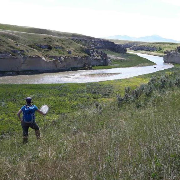 Population ecologist working on bats, bears and birds. A coastal Canadian with current home range in the prairie grassland sea. Tweets are my own.