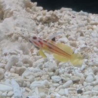 TwinCrow (@ktwincro) 's Twitter Profile Photo