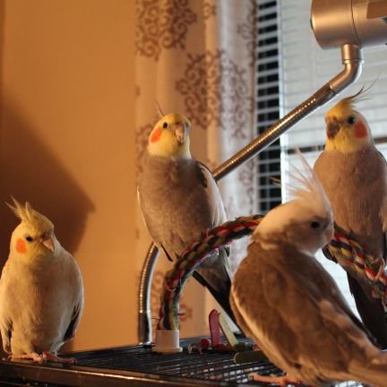 The Rowdy Birbs are:
• Beaker Bartholomew • Dr. Bunsen Godzilla Honeydew • Pippin Pipperdoodles • Poe Ringley • Alex 'Alley-oop' The Great • Annie Voltina