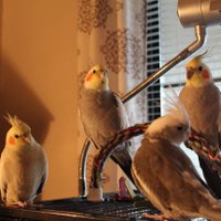 Beaker, Bunsen, Pippin, Poe, Alex, & Annie(@SomeRowdyBirbs) 's Twitter Profile Photo