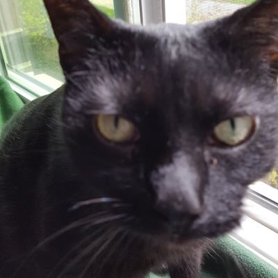 LaluBridget's profile picture. Black cat, white dog.