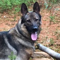 K9 PSD Davis(@BPS_K9) 's Twitter Profile Photo