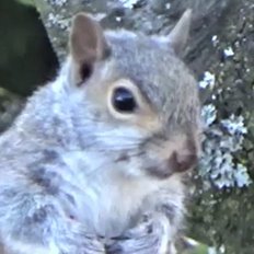 Welcome. Nibbler and Chippy are two young squirrels. Children of Chico Squirrel - YouTube Channel FUNNYSQUIRREL4U. Love animals. #squirrel