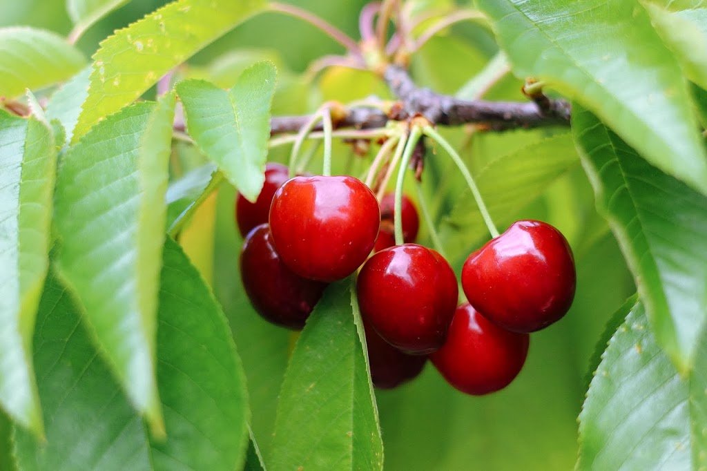 Organic Cherry Growers from Nashdale, NSW