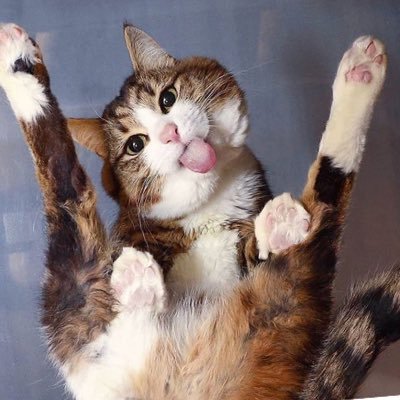 Titom123456789's profile picture. 