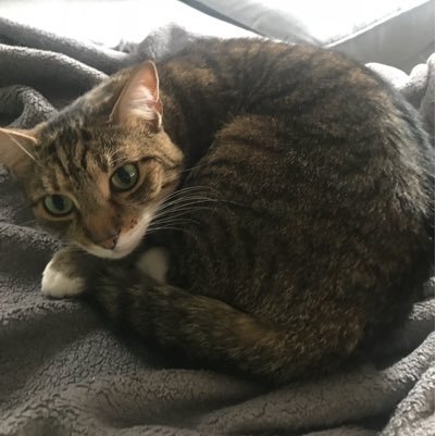 jamietie89's profile picture. Notable Citizen - Banned from Reddit for telling a dude I hope Rush Limbaugh’s mortician shit in Rush’s mouth- Retweed by @smashmouth