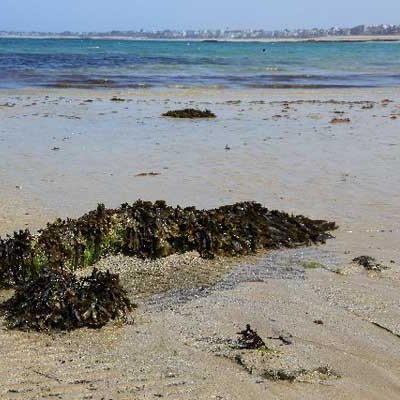 seaweed_soruto's profile picture. 発言みてなんとなく察してください。 そういうヒトです。
基本ここはメモ帳です。ノートにまとめたら、消されることも。