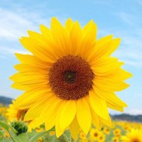 Miho-suke🌻 (@mimihoho0214) 's Twitter Profile