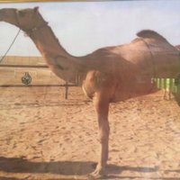 ابو خالد (@badiyaser) 's Twitter Profile Photo ابو خالد (@badiyaser) 's Twitter Profile Photo