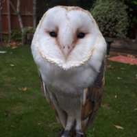 Berkshire Birds Of Prey (@ofberkshire) 's Twitter Profile