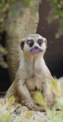 Meerkat living at the Toronto Zoo.  People come to visit and say things, thinking I don't understand them.