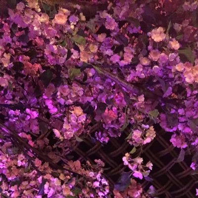 Fi0naXo's profile picture. 