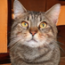 ねこるすきー (@necoru_cat) Twitter profile photo ねこるすきー (@necoru_cat) Twitter profile photo