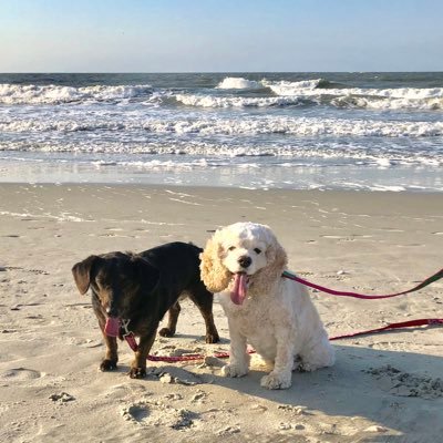 A Doxie mix rescue from Chicago now living the beach life. RIP Taffy the Cocker 9-25-23 and Rhette the Tabby RIP 3-15-22. https://t.co/7zk3G5Rf56