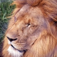Just Andrew 🐾 (@zimbandrew) 's Twitter Profile Photo Just Andrew 🐾 (@zimbandrew) 's Twitter Profile Photo
