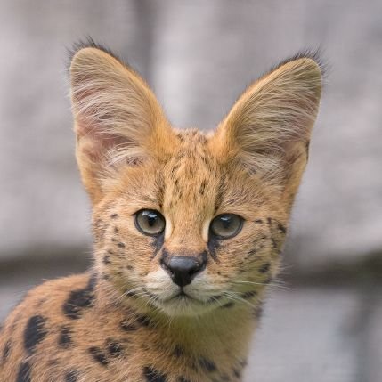 kemofure121's profile picture. 写真趣味で色々撮りに行ってます。アイコンは多摩動物公園のニール。ヘッダーは神戸どうぶつ王国のカピバラスパ。