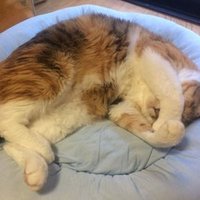 らいじん (@batterrrrrrrr31) 's Twitter Profile