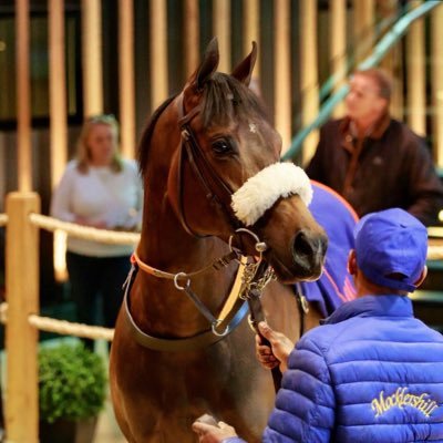 Mocklershill1's profile picture. Willie Browne, breaking and pre-training yard, Breeze Up Consignor