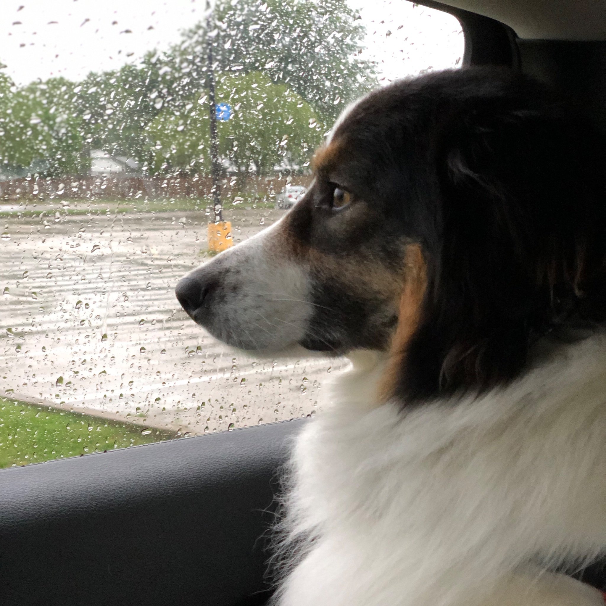 DccsanDog's profile picture. I’m Charlie, the DCCSAN therapy dog 🐶 I love on kids who are victims of/ witnesses to crimes & go to court. I 💙 greeting people at the door and giving hugs 🤗