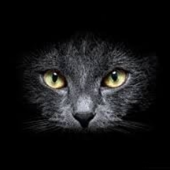 SelmanYilmaz_67's profile picture. Oyun bitince şahı da piyonu da aynı kutuya koyuyorlar.