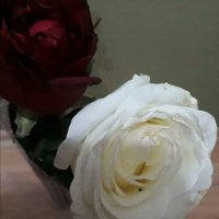 gül bahçem (@gnlbahem10) 's Twitter Profile