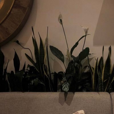 orchiidk's profile picture. في موسم المد جزر جديد