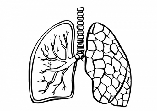 Friday 24th June 2011 - Multidisciplinary conference aimed at members of the MDT working with individuals with COPD/CLD - Physios, OT's, nursing & rehab staff