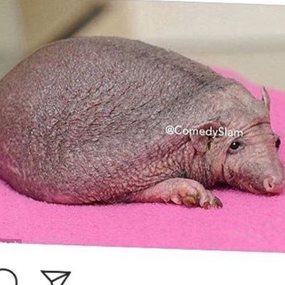 DatisWho's profile picture. Who Dat Who Dat