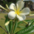 cali_ste's profile image
