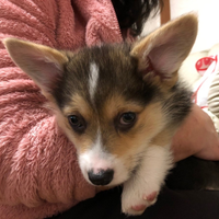 不動産屋🌞 (@steinberger_g_h) Twitter profile photo