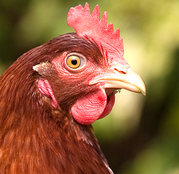 welovechickens's profile picture. All you need to know about raising chickens in your neighborhood.