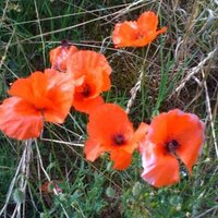 vera tonino (@veratonino) 's Twitter Profile