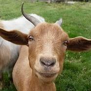 Le goat (@nique_israel) 's Twitter Profile Photo