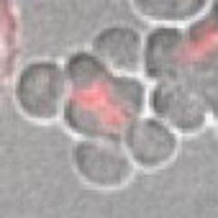 Assistant Professor, University of Delaware, Using C. Elegans to investigate sex-specific differences in meiosis.