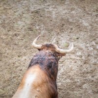 desdelarutadeltoro (@dsdlarutadltoro) 's Twitter Profile