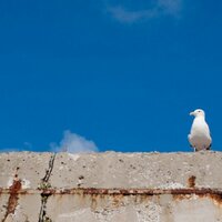 よに (@yoneyoni) Twitter profile photo