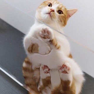 KatanaZz2's profile picture. スズキ刀 車 スーパーGT 自衛隊 コミュニティFM 犬猫好きク●真面目な鍼灸師