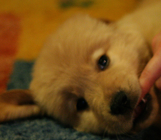 CLINT. CLINT EASTWOOD. 

O cão. Mascote saco-roxo oficial.