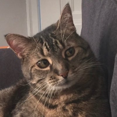 thatguywhoknos's profile picture. Dreamer