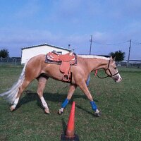 stacey sample - @ssshowhorses Twitter Profile Photo