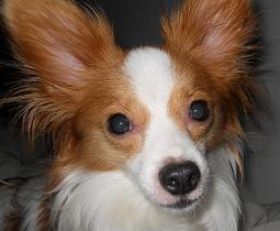 I love my Papillon. I enjoy sharing information on the grooming, feeding, clothing, and training of Papillons to anyone willing to ask, tweet or simply bark!