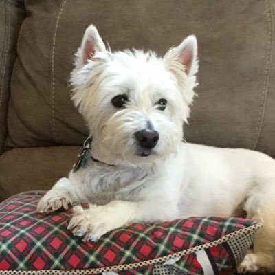 Nevada westie terrier with an awesome family enjoying the good life at age 14!