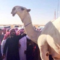 سوق الخليج للنوادر (@vipvip14091) Twitter profile photo