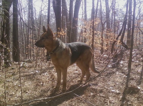 RetServiceDogs's profile picture. Super Dogs Need You!!Go to http://t.co/MstVIZDX