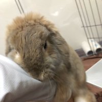 たま(名前変えました🐰) (@vk3evx) 's Twitter Profile Photo たま(名前変えました🐰) (@vk3evx) 's Twitter Profile Photo