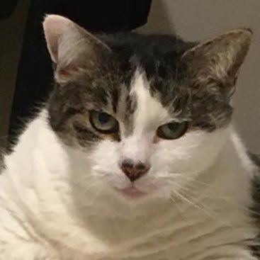 The official twitter for Buddha Cat. Follow my Instagram @realbuddhacat