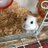 ハクはむ🐹🐶