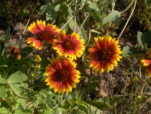 Haus-Garten-Freizeitfreund,Freund der Gartengestaltung und offen für alles Schöne.